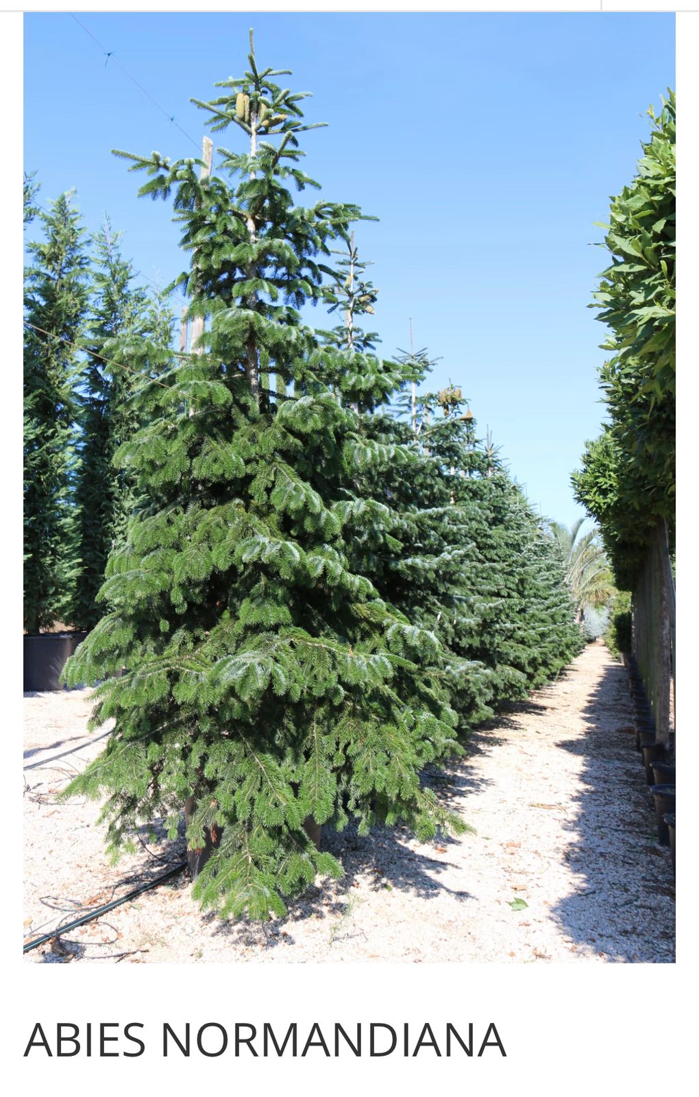 Abies Normandiana
