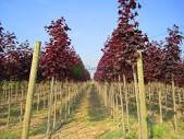 ACER PLATANOIDES CRIMSON KING ACER PLATANOIDES CRIMSON KING