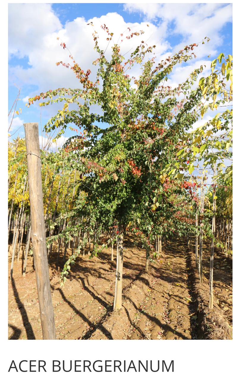 Acer Buergerianum