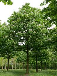 Aesculus hippocastanum Aesculus hippocastanum