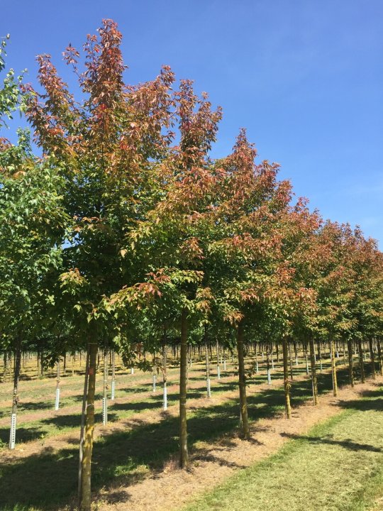 Acer negundo Acer negundo